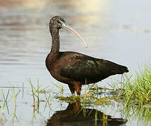 Glossy Ibis