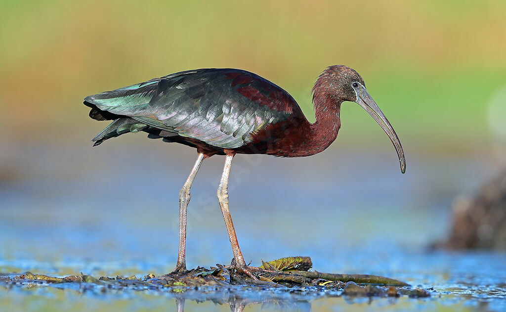 Ibis falcinelleadulte nuptial, identification