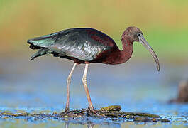 Glossy Ibis