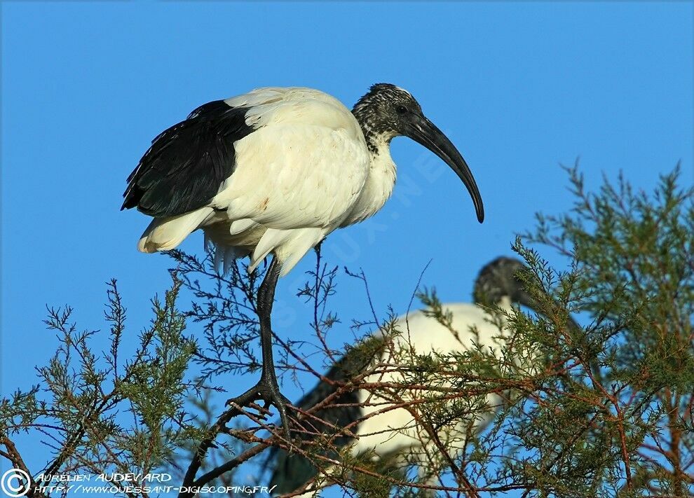 African Sacred Ibis