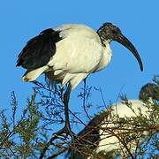 African Sacred Ibis