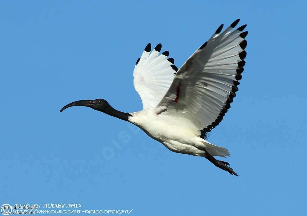 Ibis sacréadulte, Vol