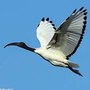 African Sacred Ibis