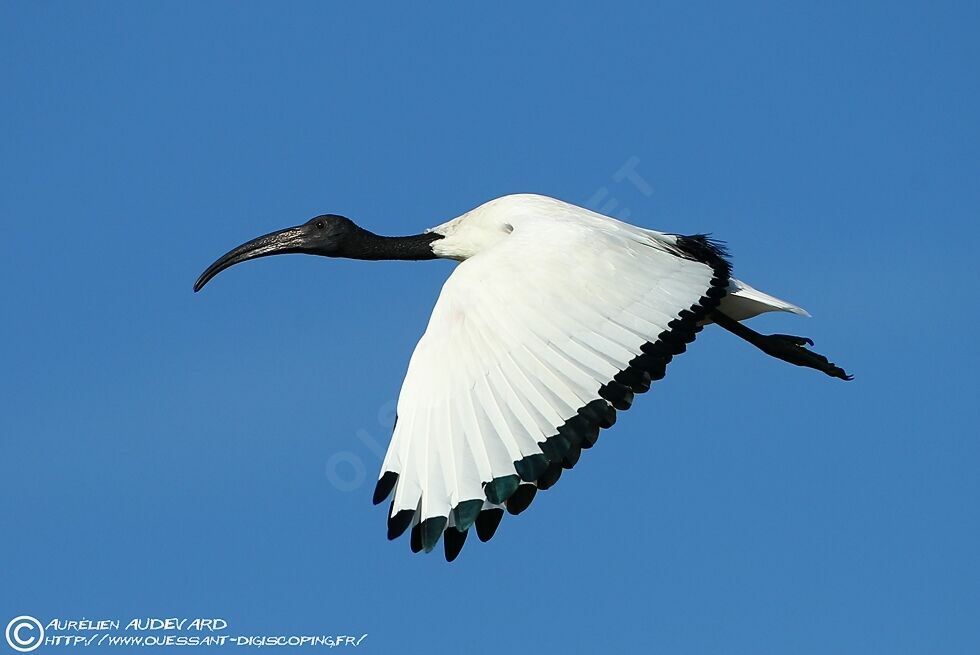 Ibis sacréadulte