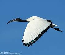 African Sacred Ibis