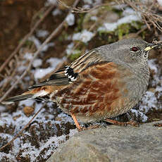 Accenteur alpin