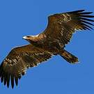 Aigle des steppes