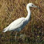 Aigrette bleue