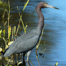 Aigrette bleue