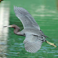 Aigrette bleue