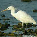 Aigrette de Chine