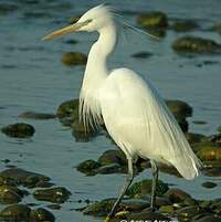 Aigrette de Chine