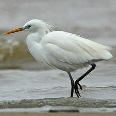 Aigrette de Chine