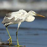 Aigrette des récifs