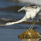Aigrette des récifs
