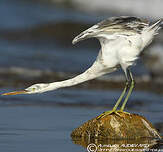 Aigrette des récifs