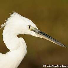 Aigrette garzette