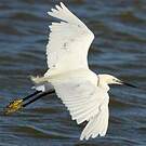 Aigrette garzette