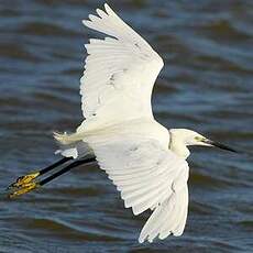 Aigrette garzette