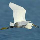 Little Egret