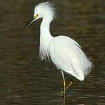 Aigrette neigeuse