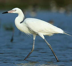 Aigrette roussâtre