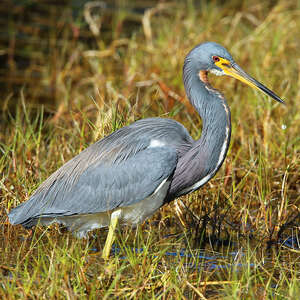 Aigrette tricolore