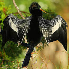 Anhinga d'Amérique