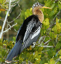 Anhinga d'Amérique