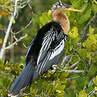 Anhinga d'Amérique