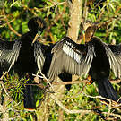 Anhinga d'Amérique