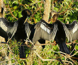 Anhinga d'Amérique