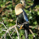 Anhinga d'Amérique