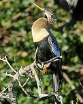 Anhinga d'Amérique