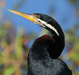 Anhinga d'Australie