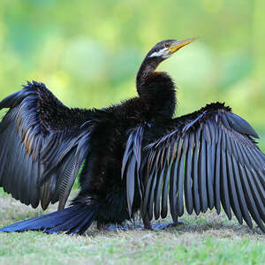 Anhinga d'Australie