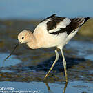 Avocette d'Amérique