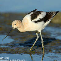 Avocette d'Amérique