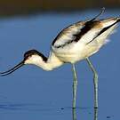 Avocette élégante