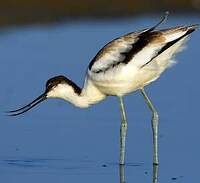 Avocette élégante