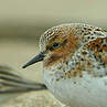 Red-necked Stint