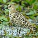 Bécasseau variable