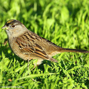 Bruant à couronne dorée