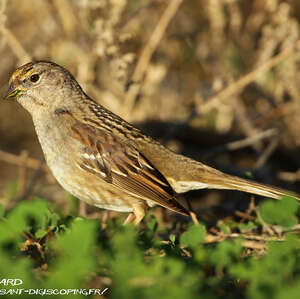 Bruant à couronne dorée