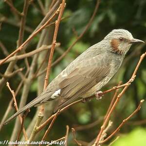 Bulbul à oreillons bruns