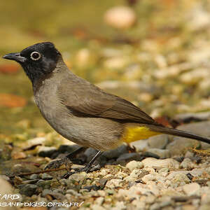 Bulbul d'Arabie