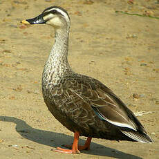 Canard à bec tacheté