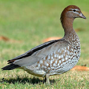 Canard à crinière