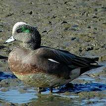 Canard à front blanc