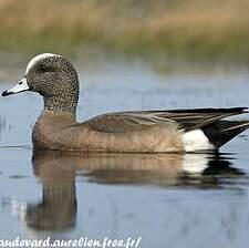 Canard à front blanc